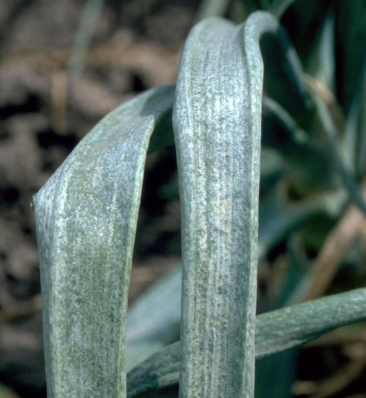 Figure 1. Whitening of onion leaves from the feeding of thrips. Howard F. Schwartz, Colorado State University, Bugwood.org
