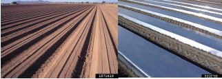 Figure 2. (A) Finely tilled raised beds planted to lettuce. (B) Plastic mulch covering raised beds. Gerald Holmes, Strawberry Center, Cal Poly San Luis Obispo, Bugwood.org.