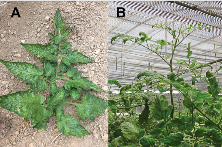 Figure 1. Foliar symptoms of TBRFV infection of tomato: (A) mosaic discoloration of leaves, (B) narrowing and distortion of leave blades.