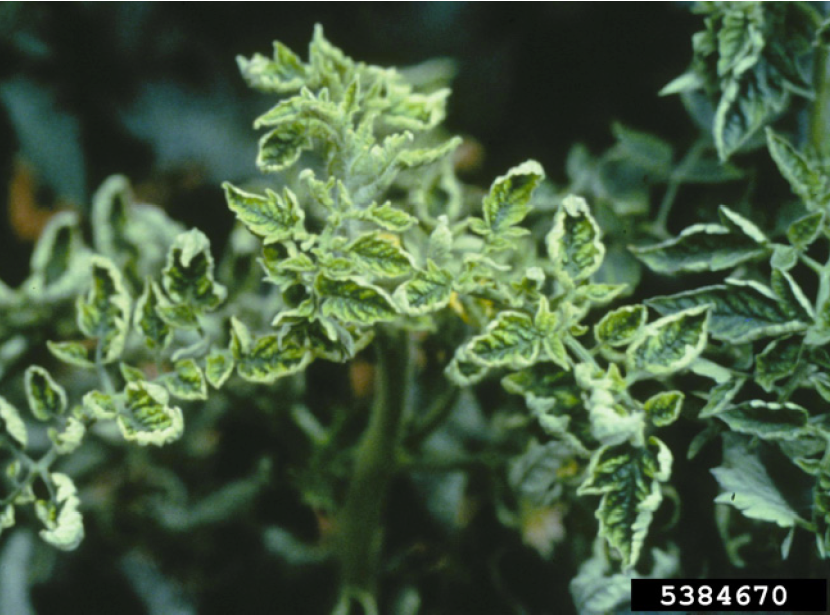 Figure 3. Foliar symptoms of Tomato Yellow Leaf Curl. Florida Division of Plant Industry, Florida Department of Agriculture and Consumer Services, Bugwood.org.