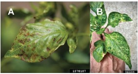 Figure 1. The effect of pH on the plant availability of three secondary macronutrients.