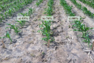 Figure 1. Seed treatments can improve both stand establishment and seedling vigor. Stand establishment in an ISCDA trial;  (a) no treatment, (b) standard treatment 1, (c) standard treatment 2.2 Carrie Wohleb, Washington State University.
