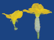 Figure 2. Male (left) and female (right) cucumber flowers.