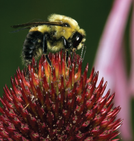 Figure 1. (A) Radial and (B) concentric fruit cracking symptoms.