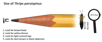 Figure 2. Male (left) and female (right) cucumber flowers.