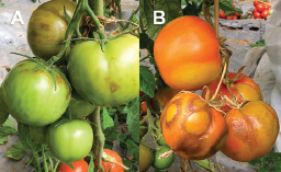 Figure 2. Fruit symptoms: (A) brown necrotic lesions, (B) rugose fruit surface, necrosis of stem and calyx.