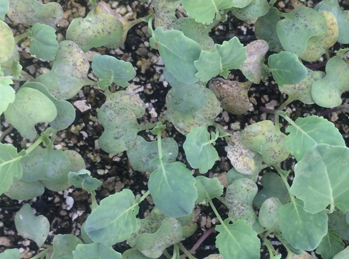 Figure 1. Foliar symptoms of downy mildew on broccoli seedlings.