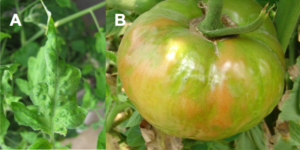 Figure 2. ToMV symptoms: (A) foliar mosaic symptoms and (B) mild deformation and uneven ripening of fruit.