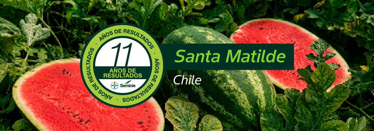 /content/dam/bayer-vegetables/spanish/chile-south-america/camapaña-seasoned-vegetables/landing-pages/landing-page-3/variedades-conosur/Banner-sandia_Santa-Matilde.jpg