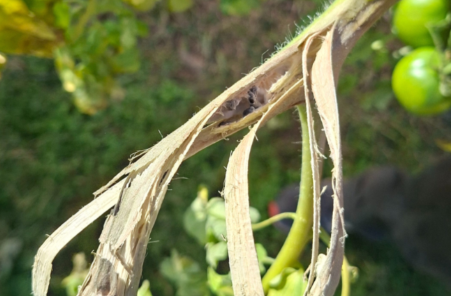 Figura 1. Busquen lesiones acuosas o podredumbres.  Sobre estas lesiones, se desarrolla un  micelio blanco y algodonoso. 