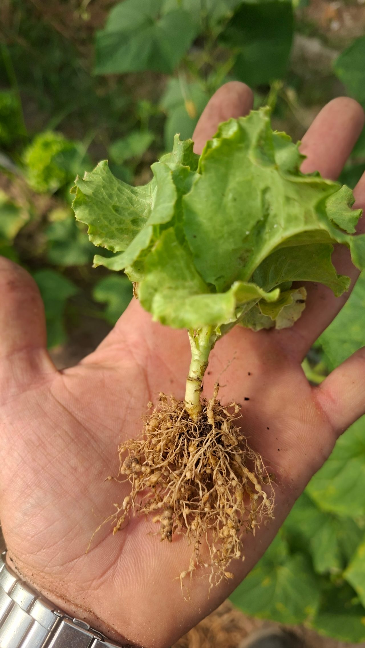 Fig. 1. Raíz en rosario. Cultivo de lechuga 30 días después del trasplante (Crecimiento retrasado).