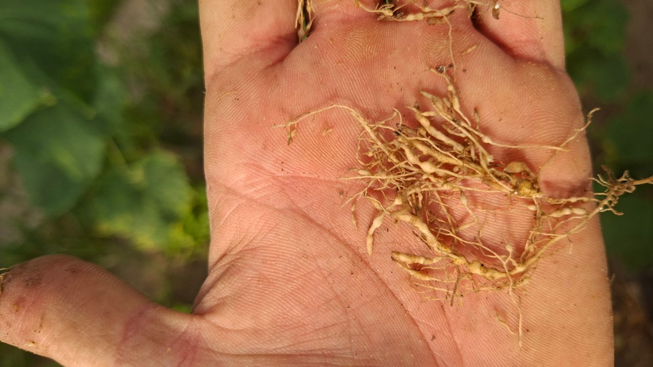 Fig. 2. Detalle de la lesiones en raíces. 