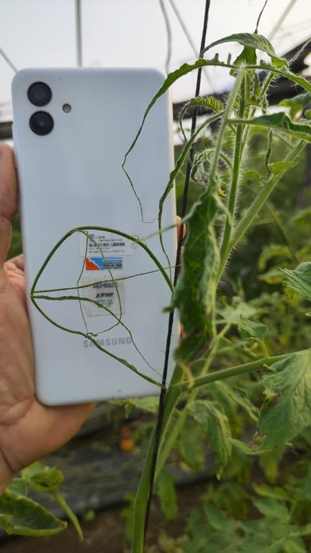 Figura 5. Reducción foliar severa (Apariencia de filamento)