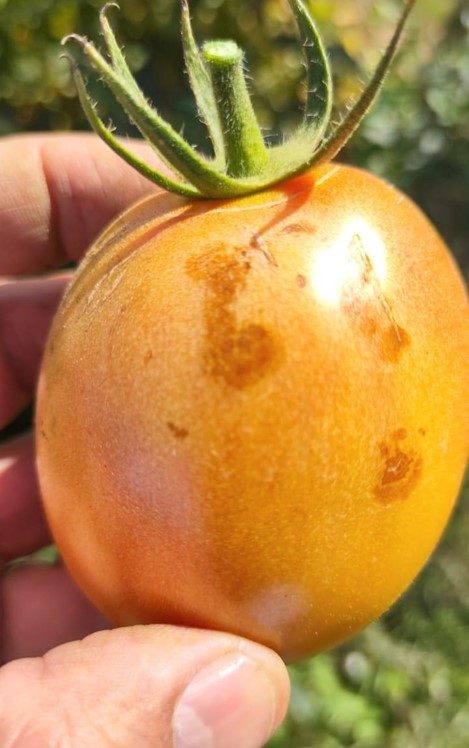 Figura 6. Lesiones en frutos