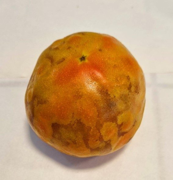 Figura 7. Lesiones en frutos