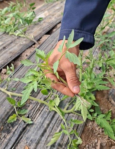 Figura 9. Eliminando plantas guachas provenientes de semillas de frutos infectados