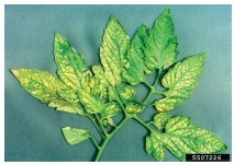 Figura 3. Síntomas  de deficiencia de  magnesio en una hoja  de tomate. Bruce Watt,  Universidad de Maine, Bugwood.org.