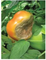 Figura 2. Síntomas de pudrición  apical en frutos de tomate  causados por una deficiencia  localizada de calcio dentro de la  planta