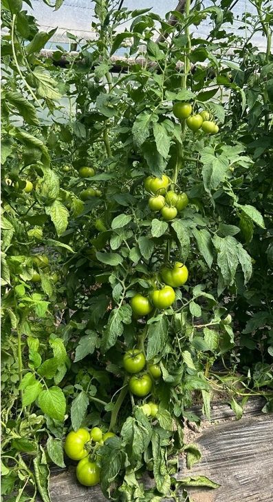 Figura 4: Planta de Tomate bajo una condición productiva, con un balance correcto  (Fuente: Ing. Agr. Juan Moro).