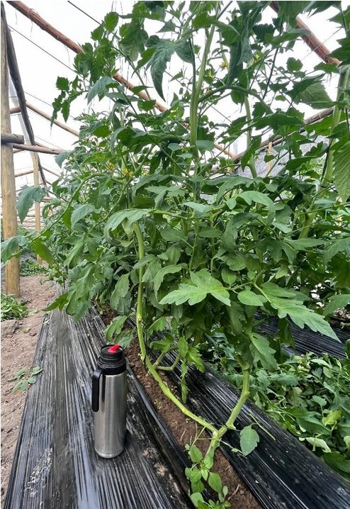 Figura 3: Cultivo de Tomate injertado con exceso de vigor, bajo una condición vegetativa,  con baja conductividad eléctrica y alto nitrógeno en solución de suelos (Fuente: Ing. Agr.  Juan Moro). 