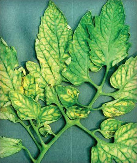Figura 8. Deficiencia de magnesio causando clorosis internerval. Posteriormente, el tejido  se vuelve necrótico favoreciendo el ingreso de patógenos. (Fuente: Guía de Enfermedades  de Tomate – Bayer) 