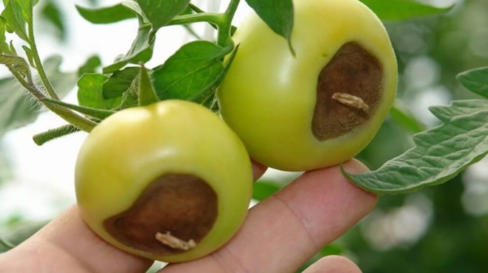 Figura 7. Deficiencia de calcio causando pudrición en ápice del fruto. (Fuente:  https://seipasa.com/es/)