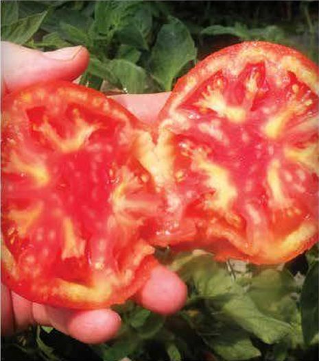 Figura 9. Deficiencia de potasio: blanqueamiento interno del tomate (Fuente: Guía de  Enfermedades de Tomate – Bayer) 