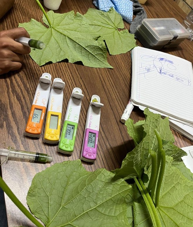 Figura 5: análisis de ECP en cultivo de pepino (Fuente: Ing. Agr. Juan Moro). 