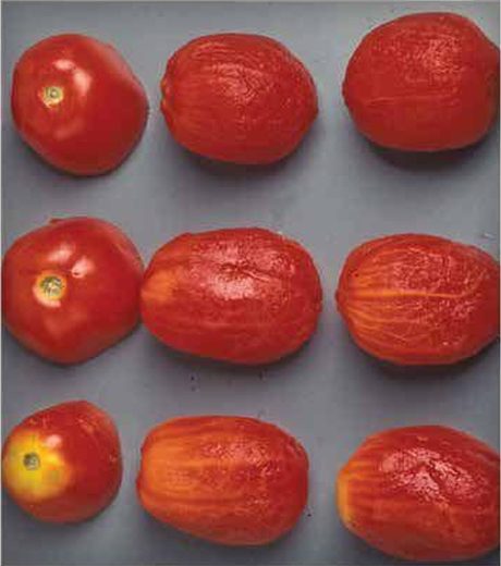 Figura 10. Deficiencia de potasio: tomate saludable (fila superior), hombro amarillo leve  (fila del medio) y hombro amarillo severo (fila inferior) (Fuente: Guía de Enfermedades de  Tomate – Bayer) 