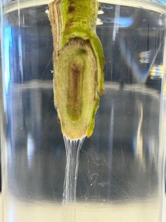 Fig. 1. Marchitez bacteriana (R. solanacearum) (Fotos J. Hasegawa)