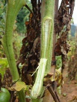 Fig. 2. Marchitamiento por Fusarium (Fotos J. Hasegawa)