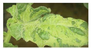 Imagen 3. Virus del mosaico del tomate (ToMV) (Fuente: Guía de enfermedades en Tomate - Bayer)
