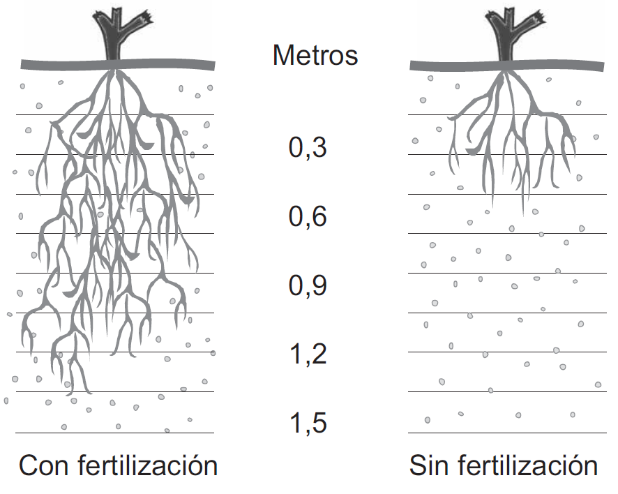 Figura 2. Profundidad de las raíces de las plantas con y sin fertilización