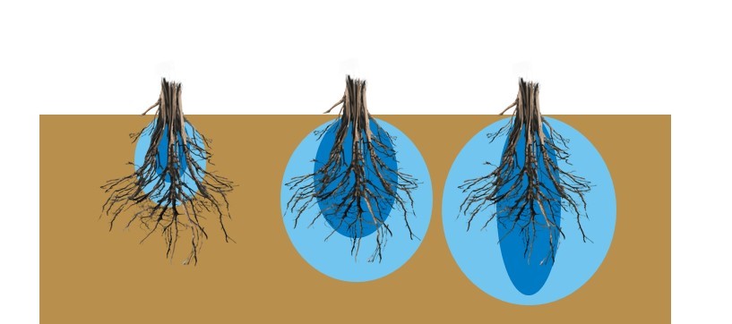 Fuente: Elaboración propia con información del INIA, Chile.