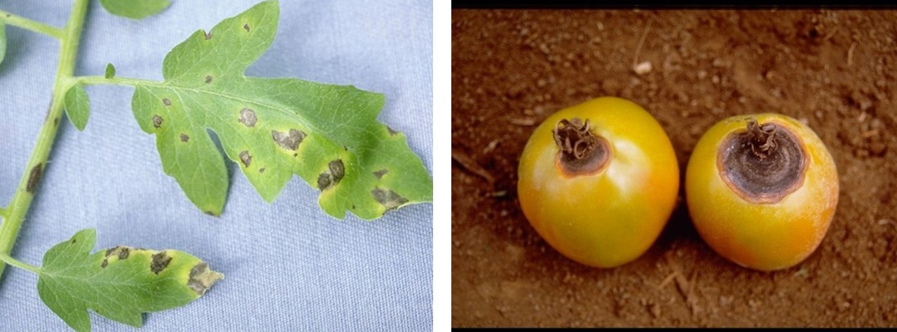 Figura 3: Síntomas foliares del tizón temprano, causados por el hongo Alternaria solani.