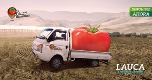 Tomate Lauca