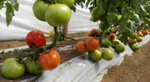 Tomate indeterminado 4744