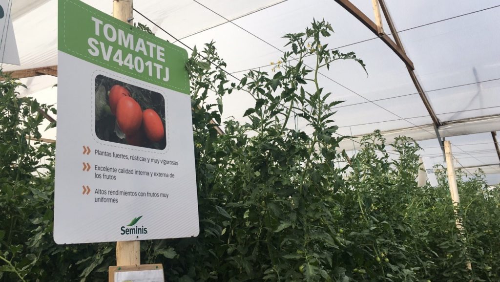 Interior del invernadero de tomate de la Unidad Productiva Seminis.