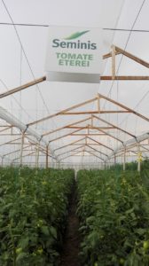 Tomate Larga vida, Eterei