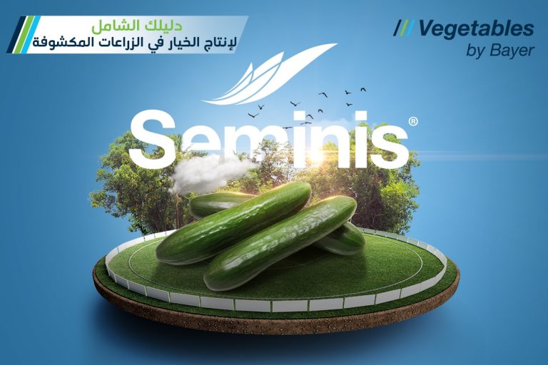 دليلك الشامل لإنتاج الخيار في الزراعات المكشوفة
