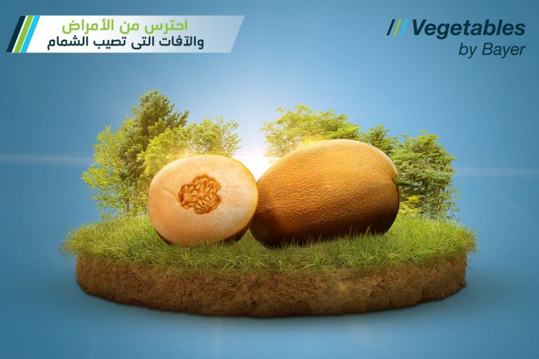 مخاطر الأمراض والآفات التي تصيب الشمام وطرق الحماية منها