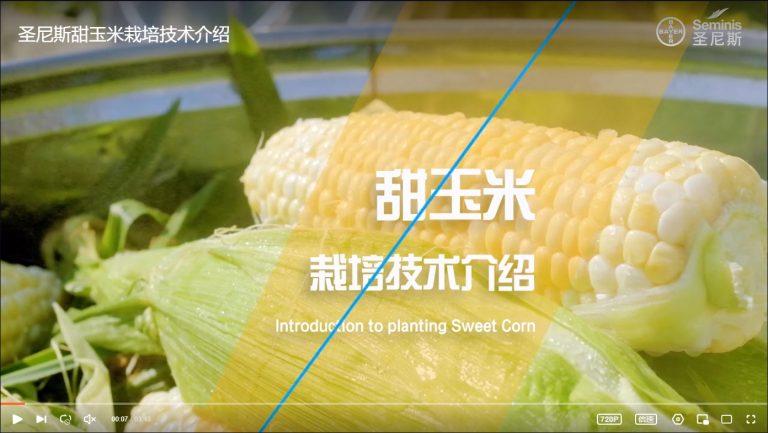 甜玉米栽培技术介绍