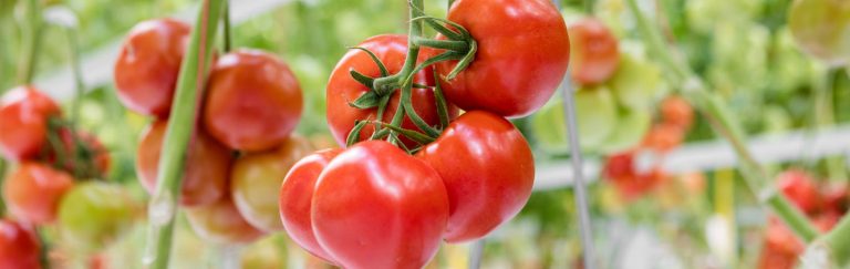 Onze oktober-teelttips voor Merlice, Marinice & Grandice
