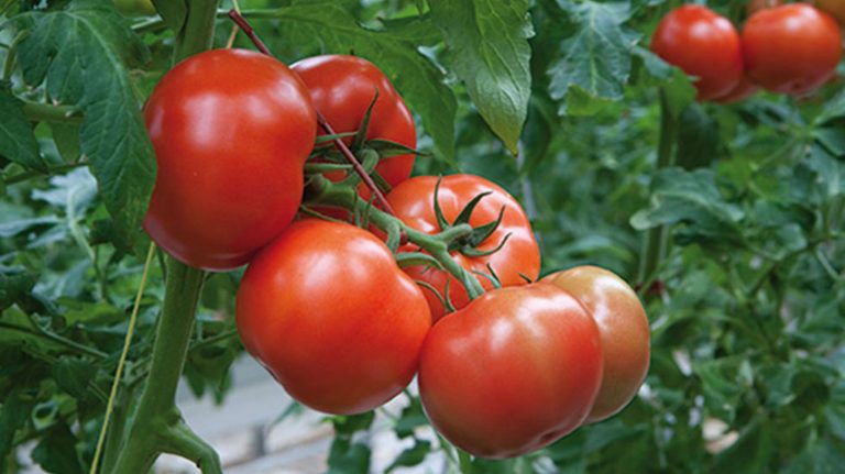 Teelttip Herfsttomaten | week 50 - 2022