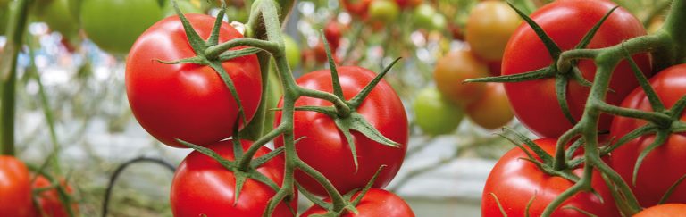 Onze oktober-teelttips voor Merlice, Marinice & Grandice