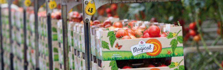 Teeltevaluatie Herfsttomaten: 2020