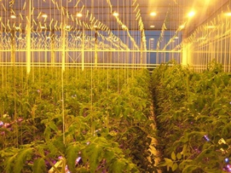 Helping Growers Stay in the Market 365 Days a Year with Artificial Lighting Innovation