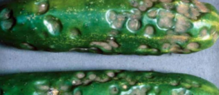 Anthracnose