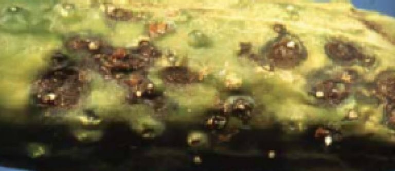 Cladosporiose