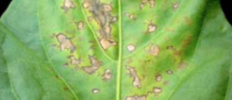 Brûlure des semis et tâche foliaire à Pseudomonas